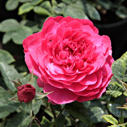 Gärtnerei - Rosa Diablotin - rot - floribundarosen - duftlos - Georges Delbard, Andre Chabert - Reich und Gruppenweise blühend mit locker verzweigten, greller farbigen Blüten.